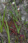 Pink sundew